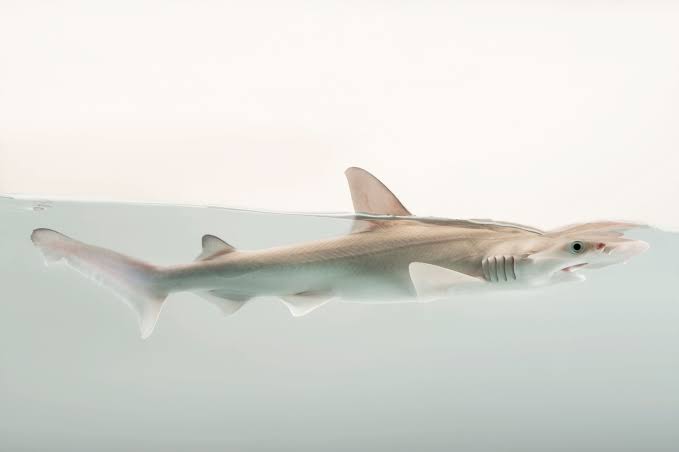 Bonnethead shark, side profile