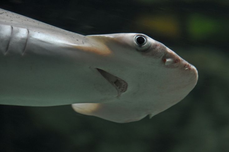 Bonnethead shark head, close-up