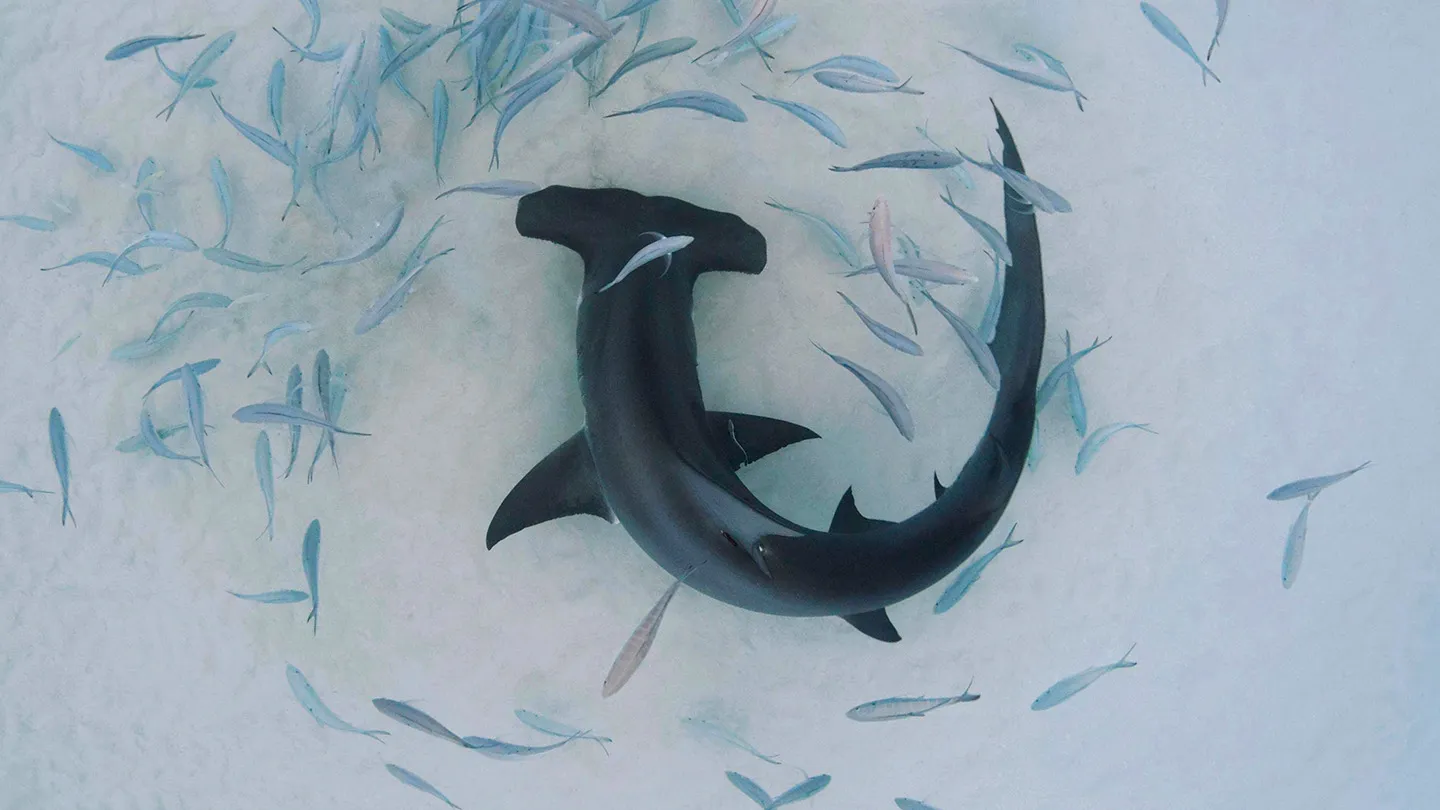 Bonnethead shark, full body