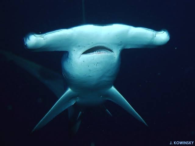 Bonnethead shark, shovel-shaped head close-up